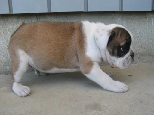 ブルドッグのサムネイル画像3