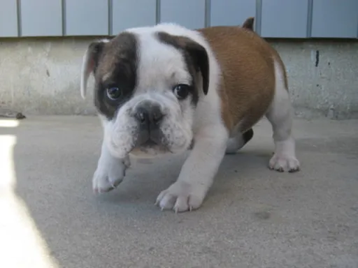 ブルドッグのサムネイル画像4