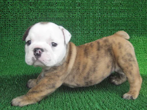 ブルドッグのサムネイル画像2