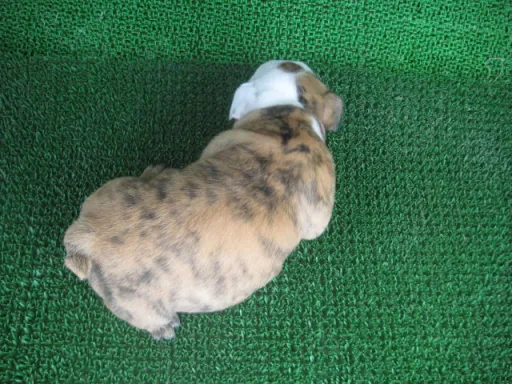 ブルドッグのサムネイル画像4