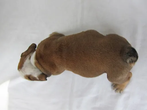 ブルドッグのサムネイル画像3