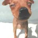 ミニチュアピンシャー3
MINIATURE PINSCHER3