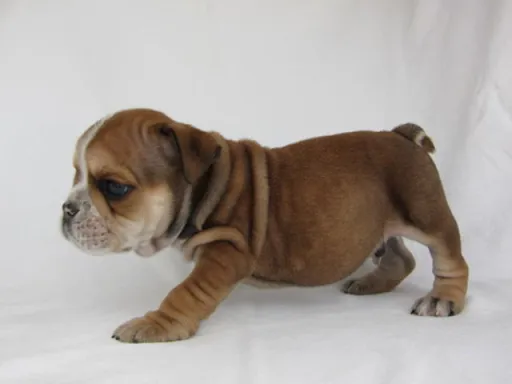 ブルドッグのサムネイル画像2