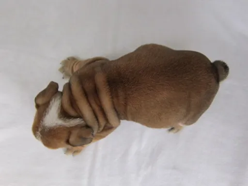 ブルドッグのサムネイル画像3