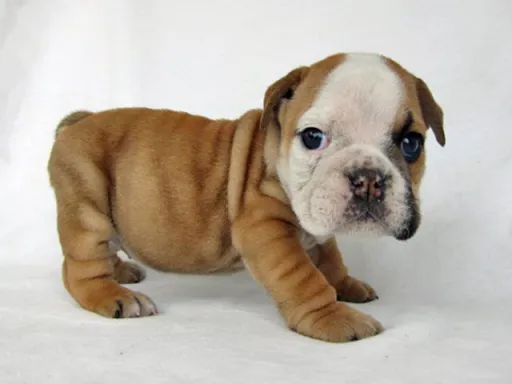 ブルドッグのサムネイル画像1