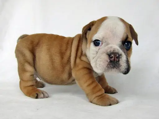 ブルドッグの子犬販売