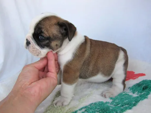 ブルドッグのサムネイル画像2