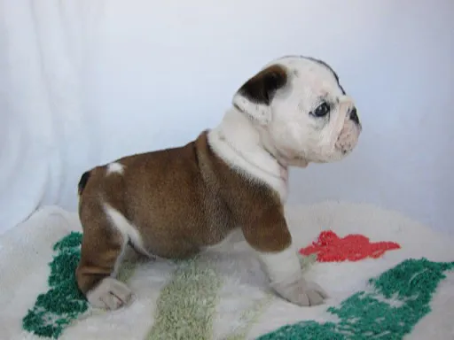 ブルドッグのサムネイル画像3