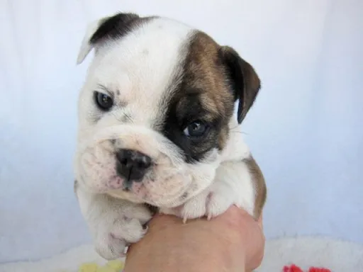 ブルドッグのサムネイル画像4