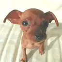 ミニピン2
MINIATURE PINSCHER2