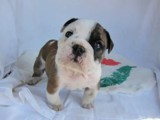 ブルドッグのサムネイル画像5