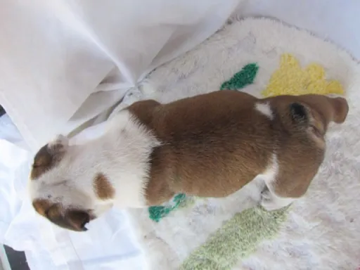 ブルドッグのサムネイル画像6