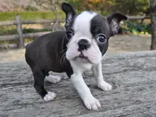 ボストン・テリア