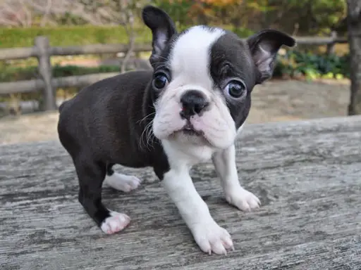 ボストン・テリアの子犬販売