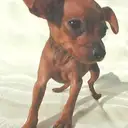 ミニピン1
MINIATURE PINSCHER1