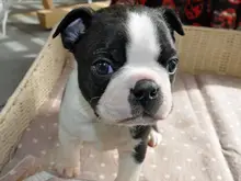 ボストン・テリア