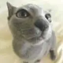 ロシアンブルー
RUSSIAN BLUE2