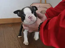 ボストン・テリア