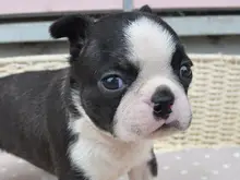 ボストン・テリア