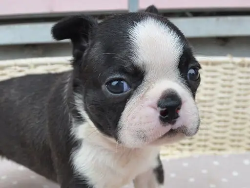 ボストン・テリアの子犬販売