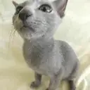 ロシアンブルー
RUSSIAN BLUE1