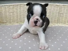 ボストン・テリア