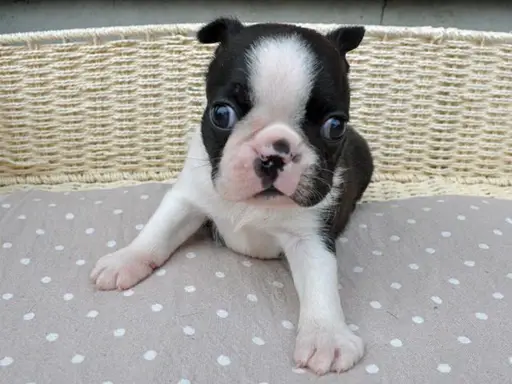 ボストン・テリアの子犬販売
