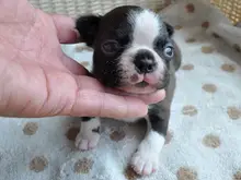 ボストン・テリア