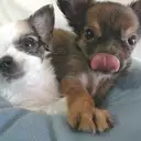 チワワL
CHIHUAHUA16