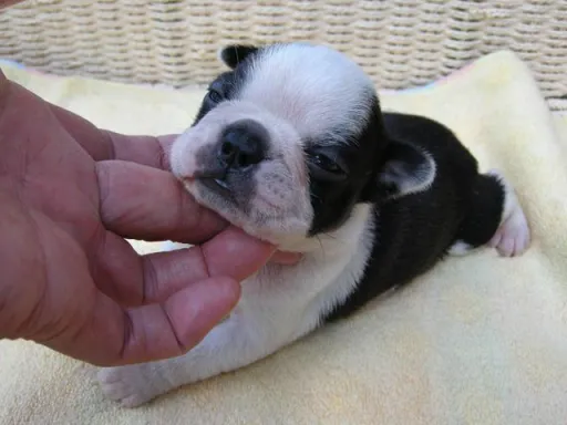 ボストン・テリアの子犬販売
