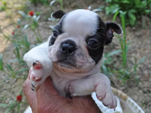 ボストン・テリアの子犬販売