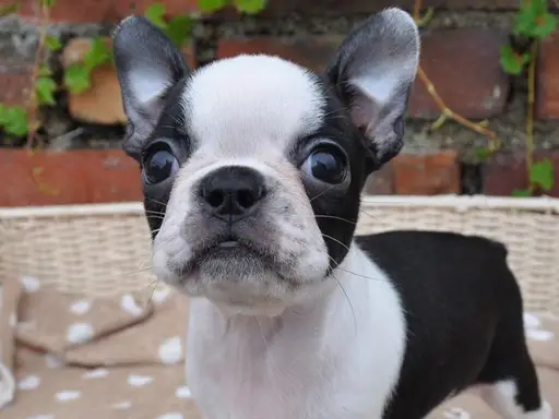 ボストン・テリアの子犬販売