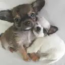 チワワL
CHIHUAHUA14