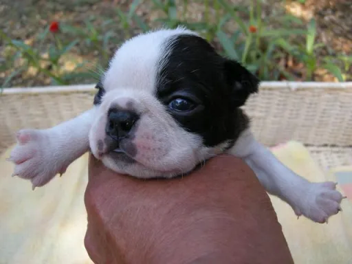 ボストン・テリアの子犬販売