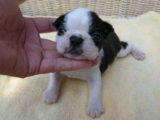 ボストン・テリアの子犬販売