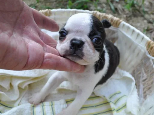 ボストン・テリアの子犬販売