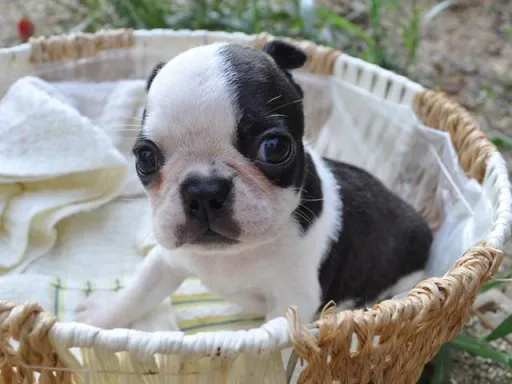 ボストン・テリアの子犬販売