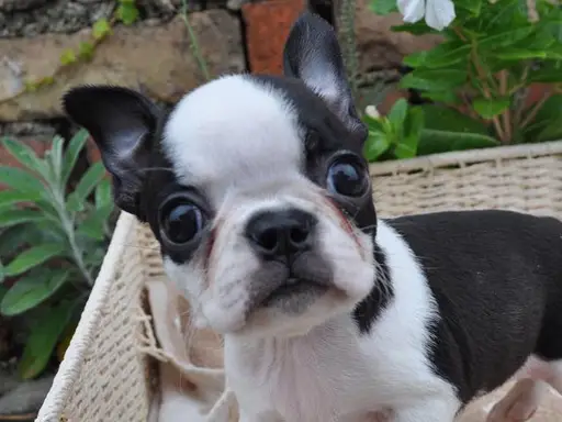 ボストン・テリアの子犬販売