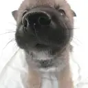 柴犬044-1
SHIBA044-1