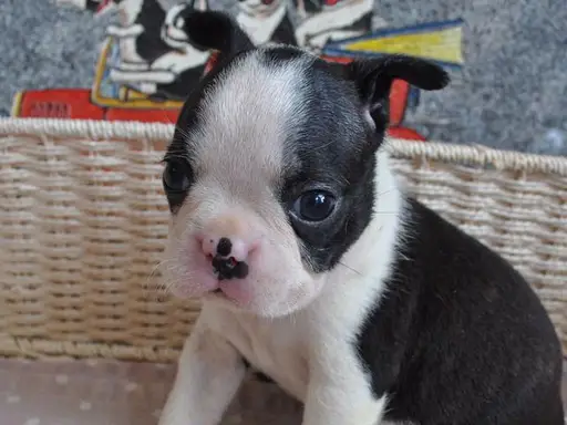 ボストン・テリアの子犬販売