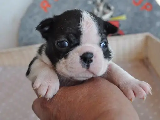 ボストン・テリアの子犬販売