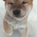 柴犬
SHIBA047-4
