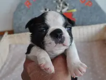 ボストン・テリア