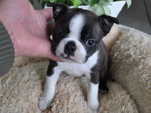 ボストン・テリアの子犬販売
