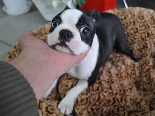 ボストン・テリアの子犬販売