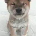 柴犬
SHIBA047-3