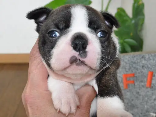 ボストン・テリアの子犬販売