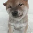 柴犬
SHIBA047-2