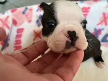 ボストン・テリア