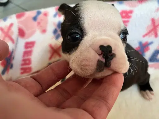 ボストン・テリアの子犬販売